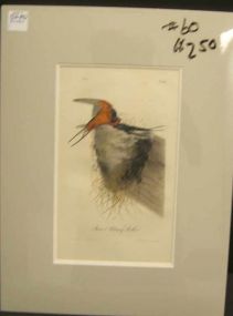 Audubon print Barn or Chimney Swallow