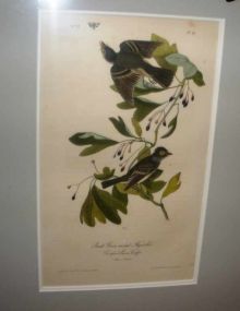 Audubon print Small Green-Crested Flycatcher