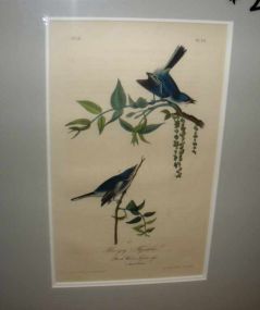 Audubon print Blue-Gray Flycatcher