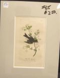 Audubon print Wood Pewee Flycatcher