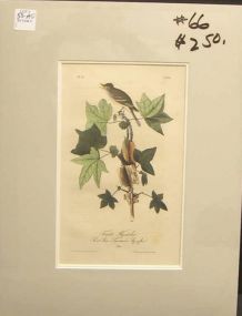 Audubon print Traill's Flycatcher