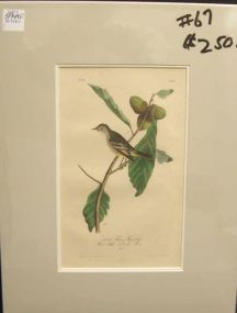 Audubon print Least Pewee Flycatcher