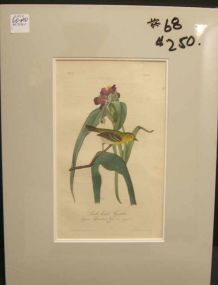 Audubon print Small-Headed Flycatcher