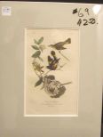 Audubon print American Red Start