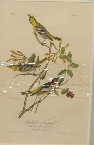 Audubon print Townsend's Ptkogonys