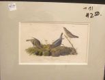 Audubon print Common Cow Bird