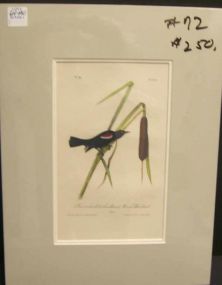 Audubon print Red and White Soulder March Blackbird
