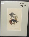 Audubon print Fish Crow