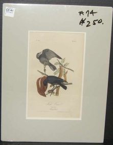 Audubon print Fish Crow
