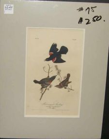 Audubon print Red Winged Starling