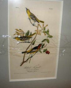 Audubon print Bullock's Troopial