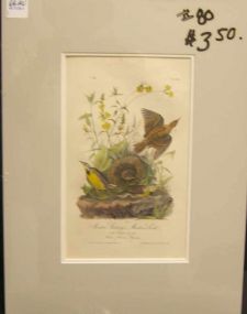 Audubon print Meadow Starling Or Meadowlark