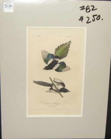 Audubon print Common Magpie