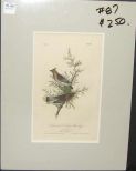 Audubon print Cedar Wax-Wing
