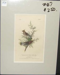 Audubon print Cedar Wax-Wing
