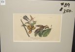 Audubon print Yellow-Billed Cuckoo