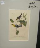 Audubon print Laffrow-Headed Marsh Blackbird