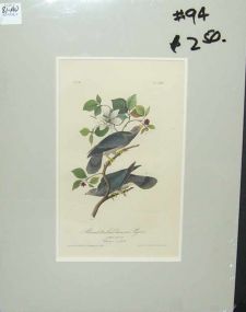 Audubon print Band-Tailed Dove or Pigeon
