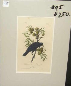 Audubon print Common American Crow