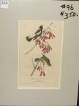 Audubon print Wandering Rice Bird