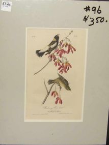 Audubon print Wandering Rice Bird