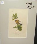 Audubon print Mangrove Cuckoo
