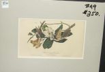 Audubon print Black-Billed Cuckoo