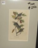 Audubon print Canada Jay