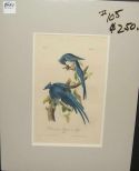 Audubon print Columbia Magpie or Jay