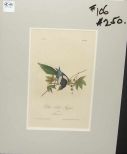 Audubon print Yellow-Billed Magpie