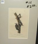 Audubon print Red-Cockaded Woodpecker