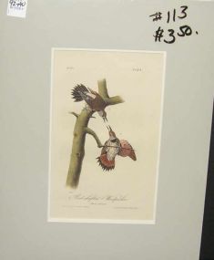 Audubon print Red-Shafted Woodpecker