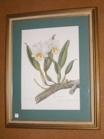 Cattleya by Eugene Hausermann & E J Hennessy Matted Picture of Flower In Gold Frame