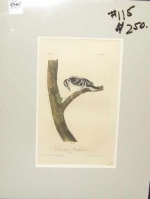 Audubon print Canadian Woodpecker
