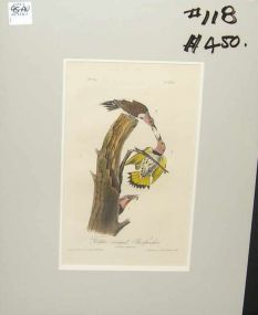 Audubon print Golden-Winged Woodpecker