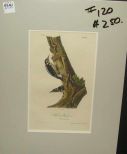 Audubon print Harris's Woodpecker