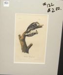 Audubon print Phillip's Woodpecker
