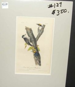 Audubon print Aortic Three-Toed Woodpecker