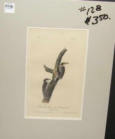 Audubon print Banded Three-Toed Woodpecker