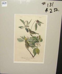 Audubon print Warbling Vireo or Greenlet