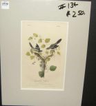 Audubon print Loggerhead Shrike