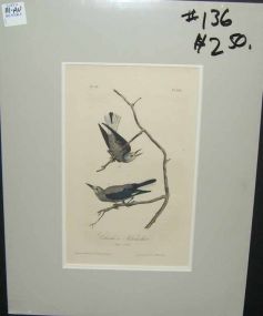Audubon print Clarke's Nutcracker