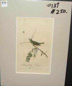 Audubon print Red-Eyed Vireo or Greenlet