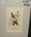 Audubon print Black Throated Wax-Wing