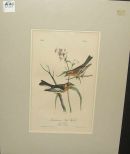 Audubon print Black Burnian Wood-Warbler