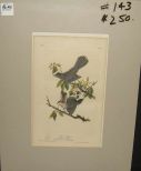 Audubon print Cat Bird