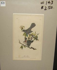 Audubon print Cat Bird