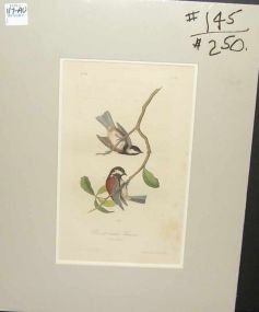 Audubon print Chesnutt Backed Titmouse