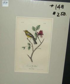 Audubon print Townsend's Wood Warbler