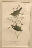 Audubon print Orange-Crowned Swamp Warbler